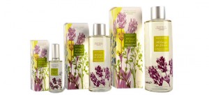 普罗旺斯薰衣草