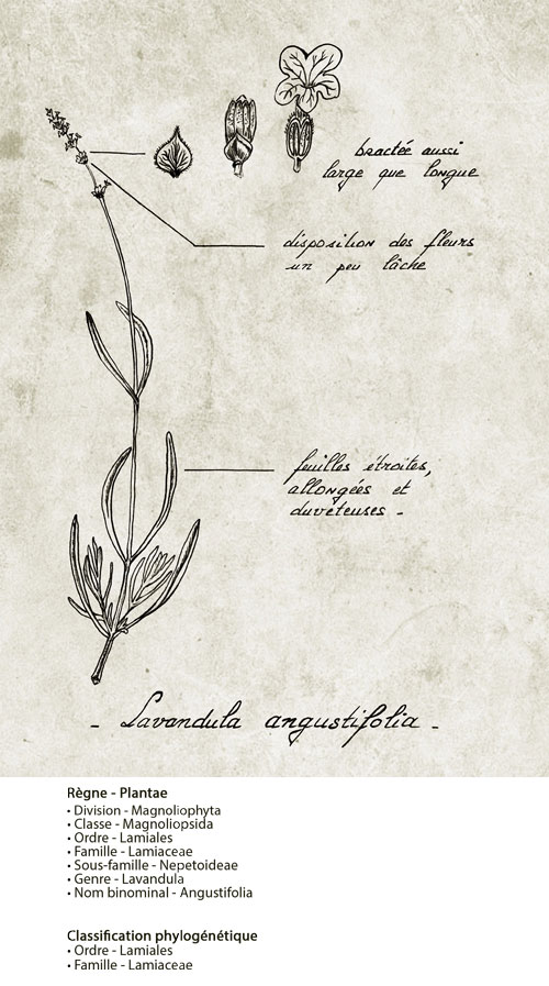 普罗旺斯薰衣草