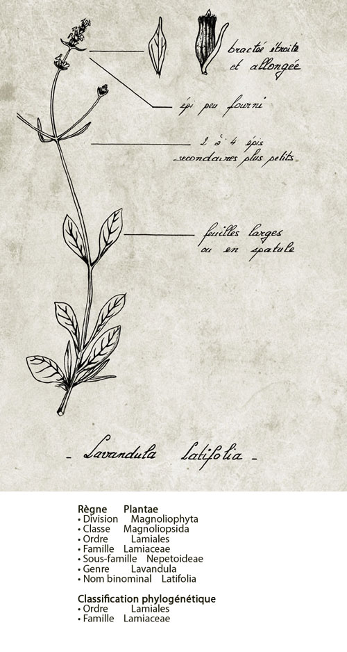 普罗旺斯薰衣草