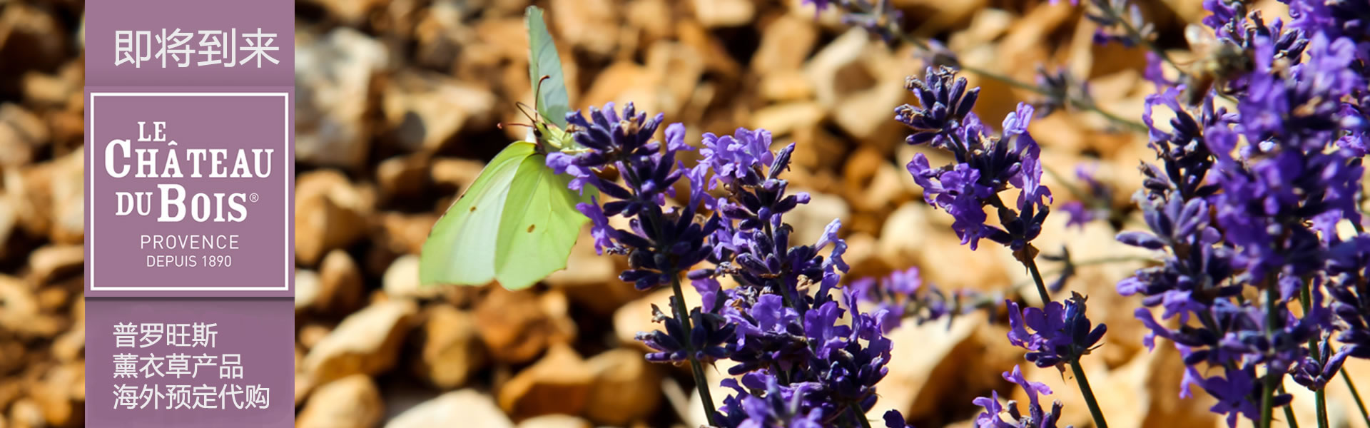 法国普罗旺斯薰衣草