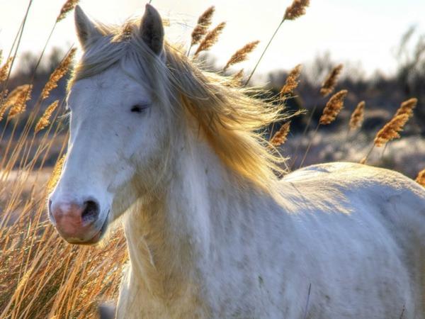 ride-a-white-horse-with-a-french-cowboy-called-a-gardian-in-the-camargue-europes-largest-river-delta-1024x768