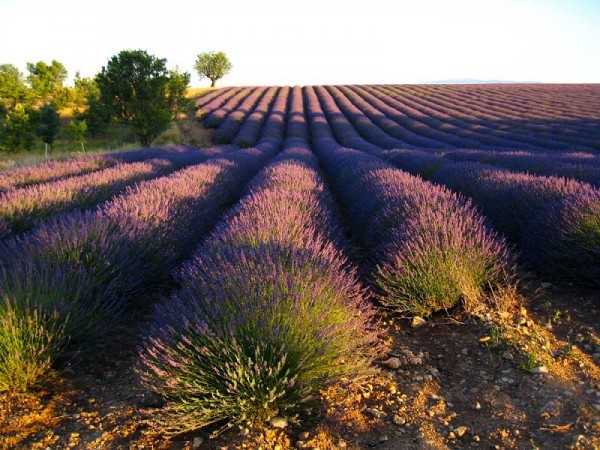 普罗旺斯薰衣草
