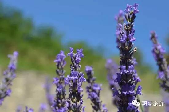 普罗旺斯薰衣草